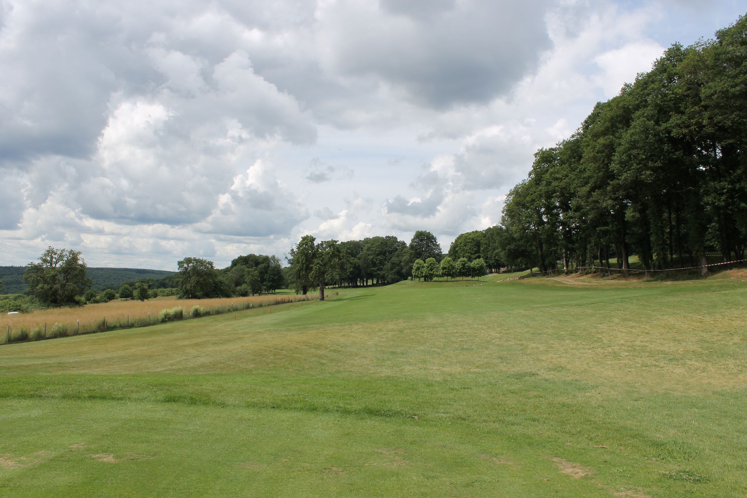 Träume und Ahornbäume