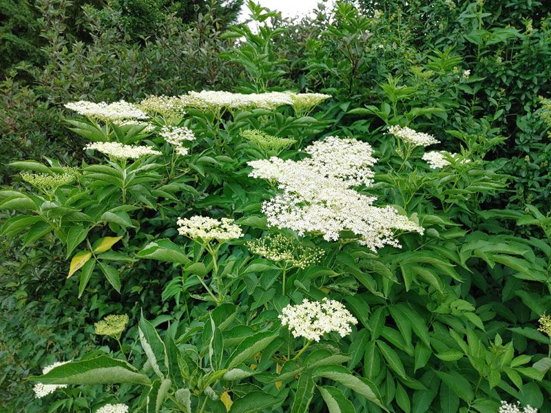 Ein Genuss für Auge und Nase Ein Genuss für Auge und Nase