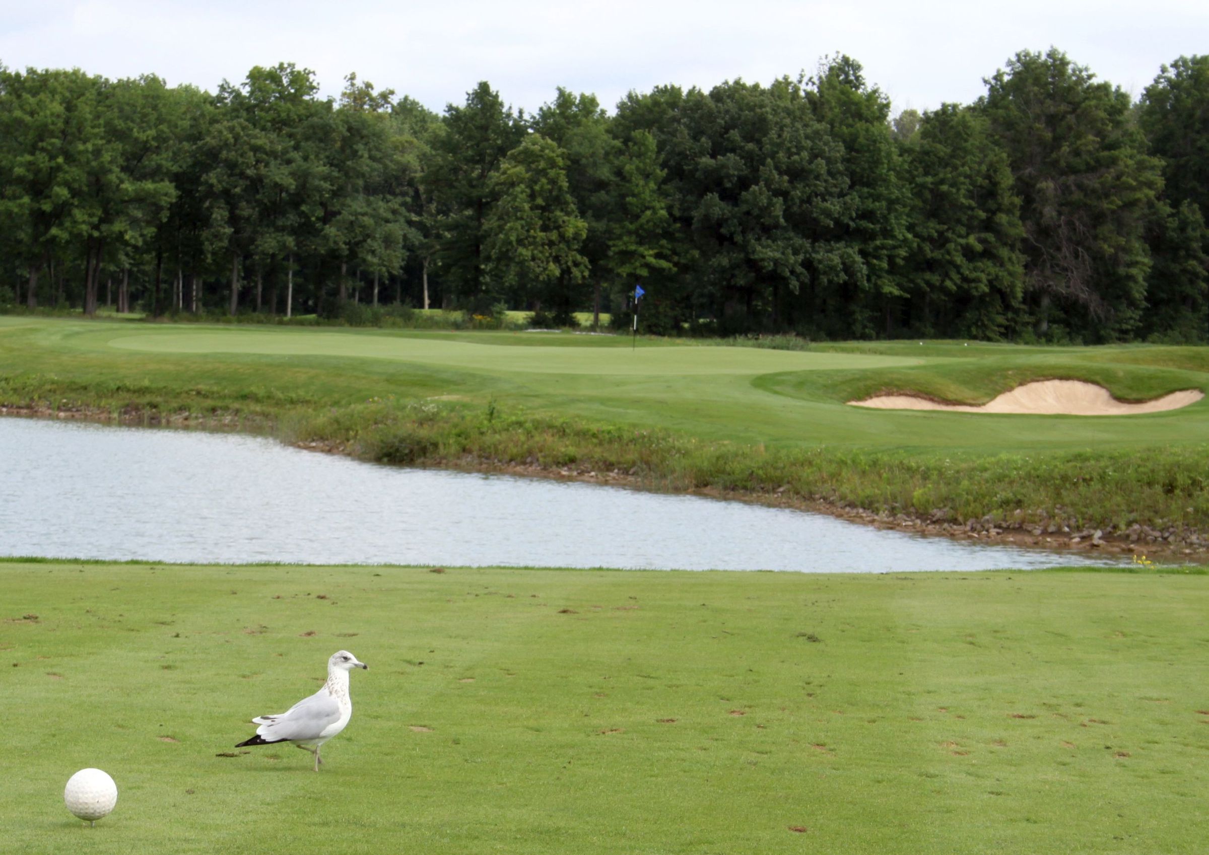 GC Battlefield GC Battlefield