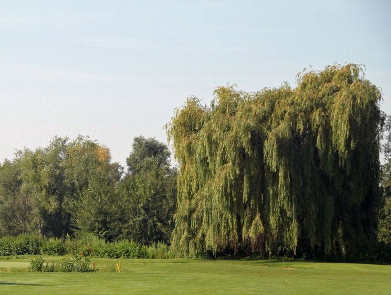 Trauerweide statt Trauerspiel Trauerweide statt Trauerspiel