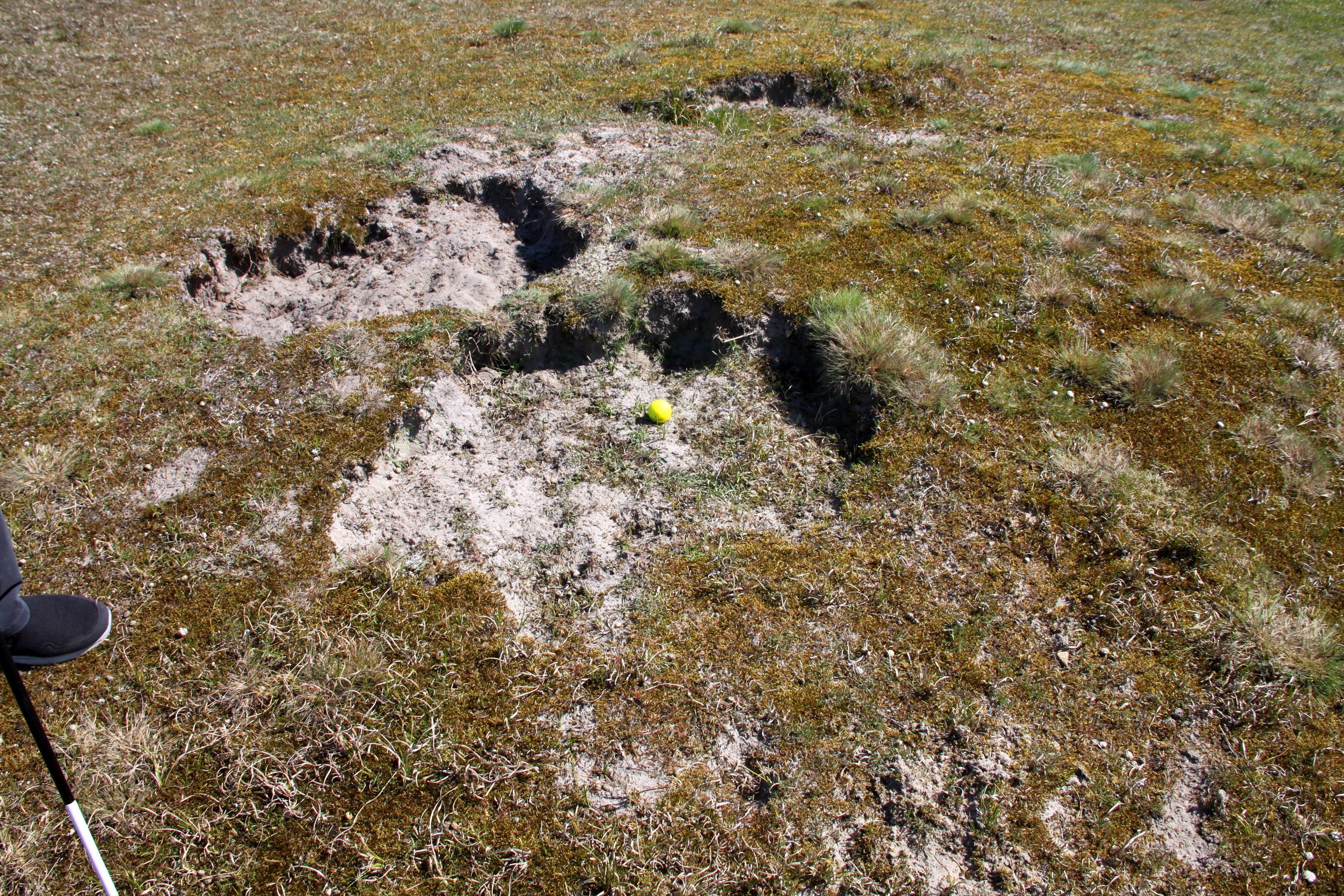 Warum bleibst du auch nicht auf dem Fairway? Warum bleibst du auch nicht auf dem Fairway?