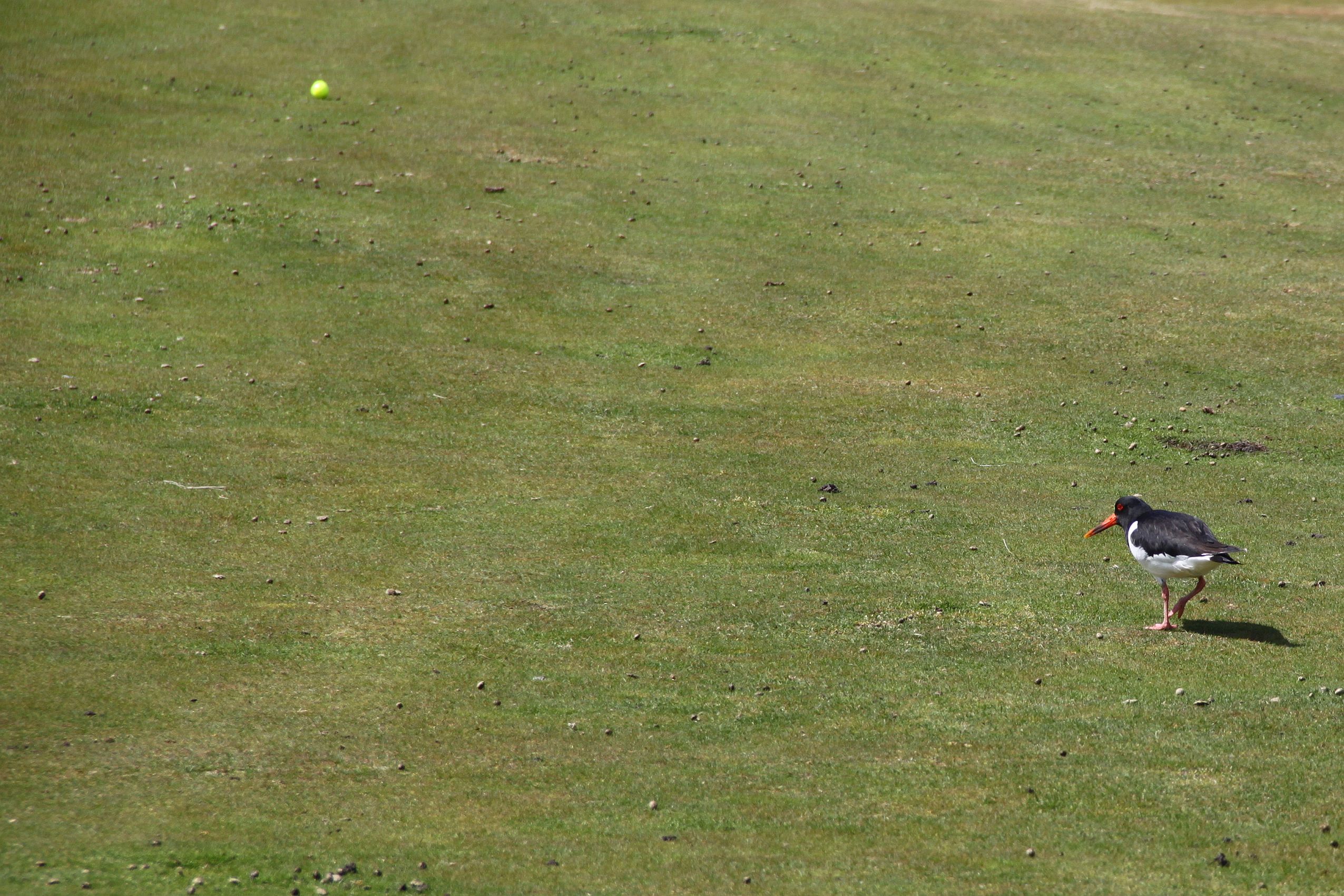 Kein Stress! Du legst doch gar keine gelben Eier. Kein Stress! Du legst doch gar keine gelben Eier.