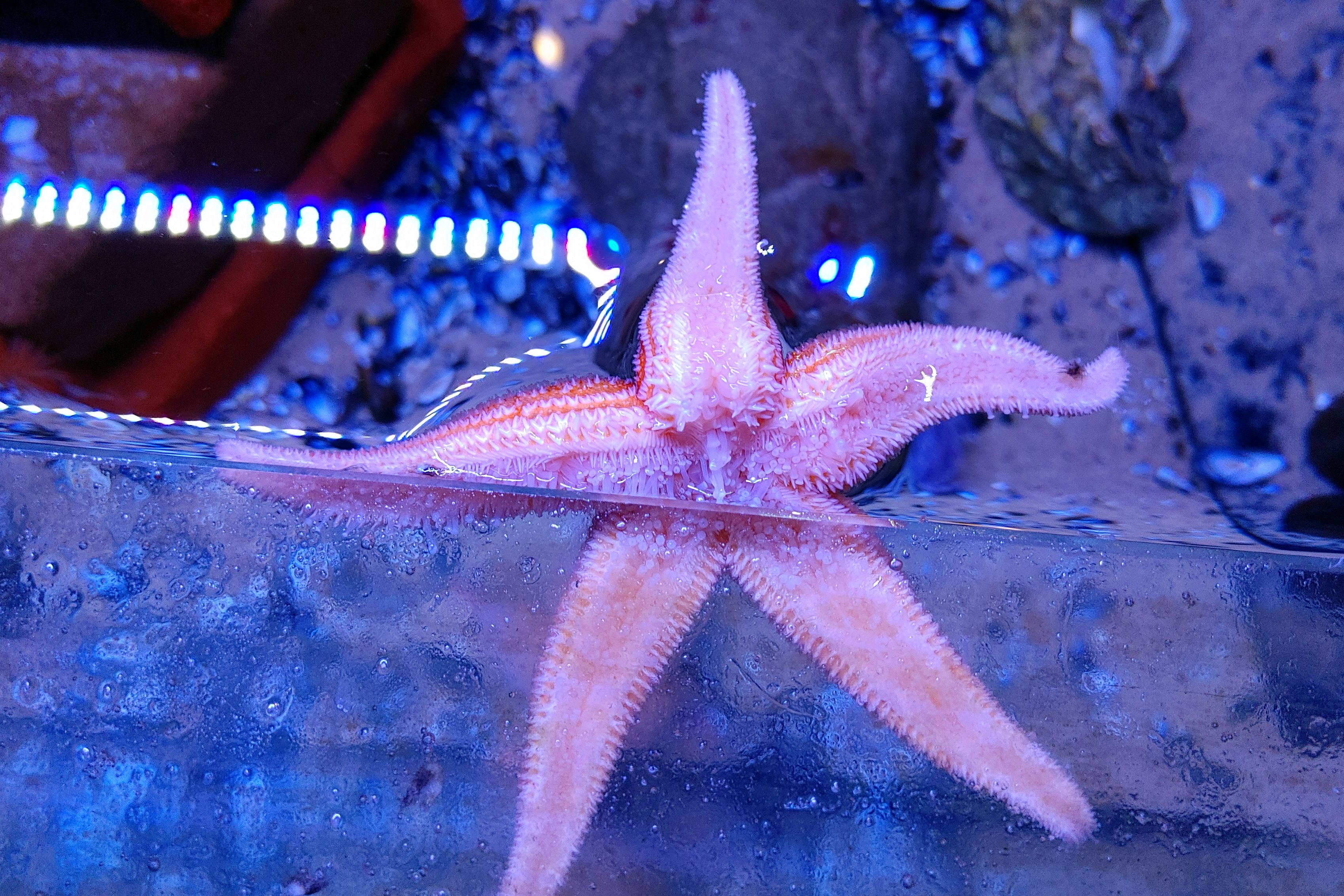 Seestern von unten im Naturhaus Seestern von unten im Naturhaus