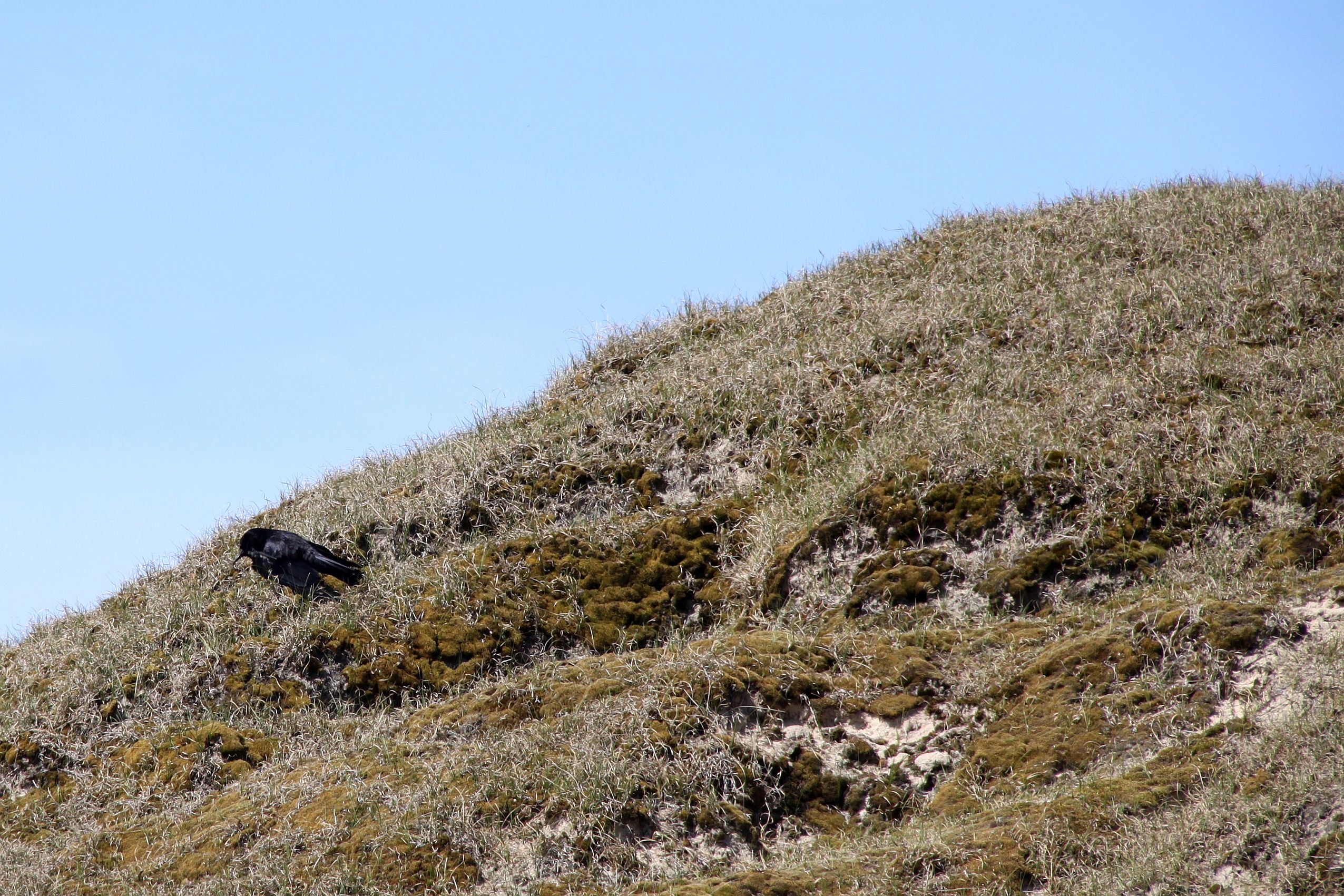 Kaninchenuntermieter Dohle Kaninchenuntermieter Dohle