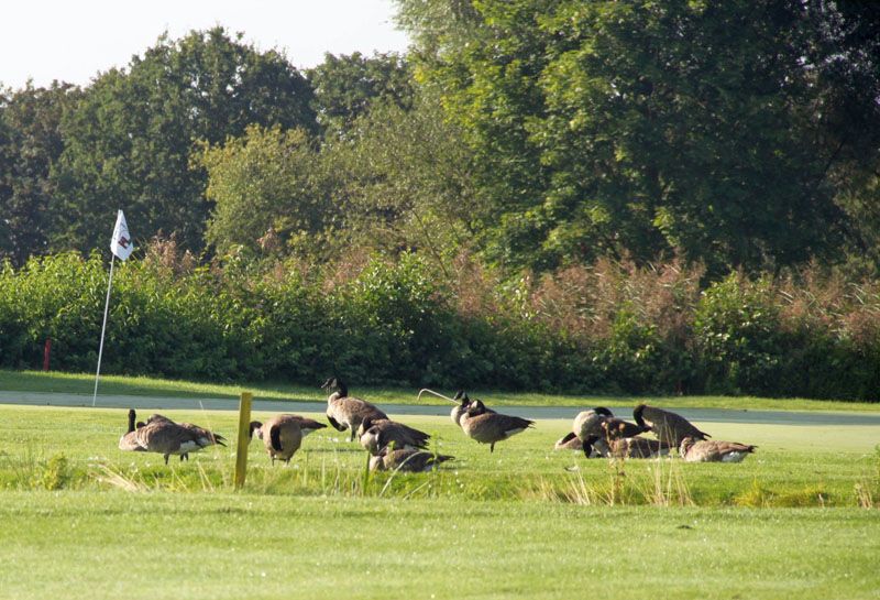 Schnatterrunde auf dem Grün Schnatterrunde auf dem Grün