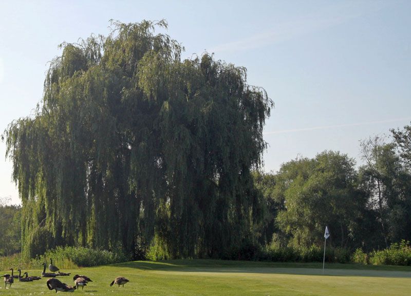 Gibt es heute Nilgansbraten? Gibt es heute Nilgansbraten?