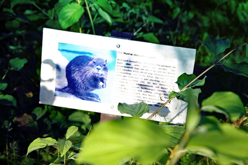 ... oder eher Bisamratte? ... oder eher Bisamratte?