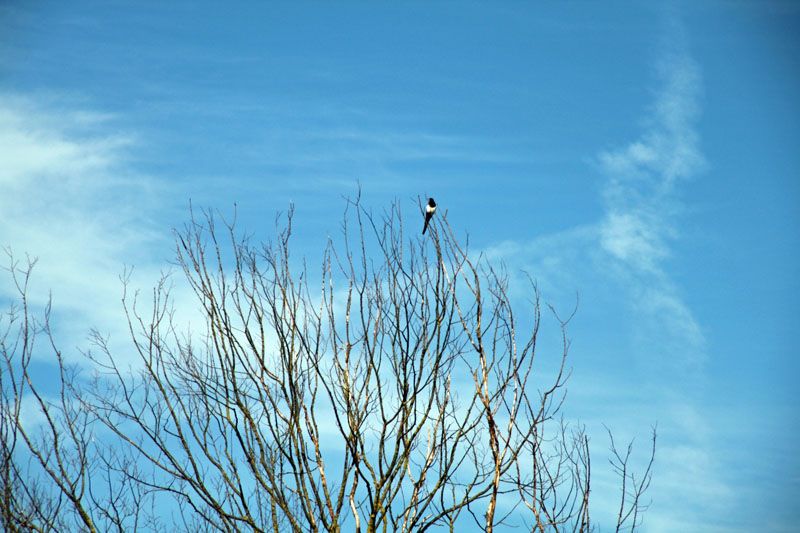 Frau Elster beobachtet alles ganz genau Frau Elster beobachtet alles ganz genau