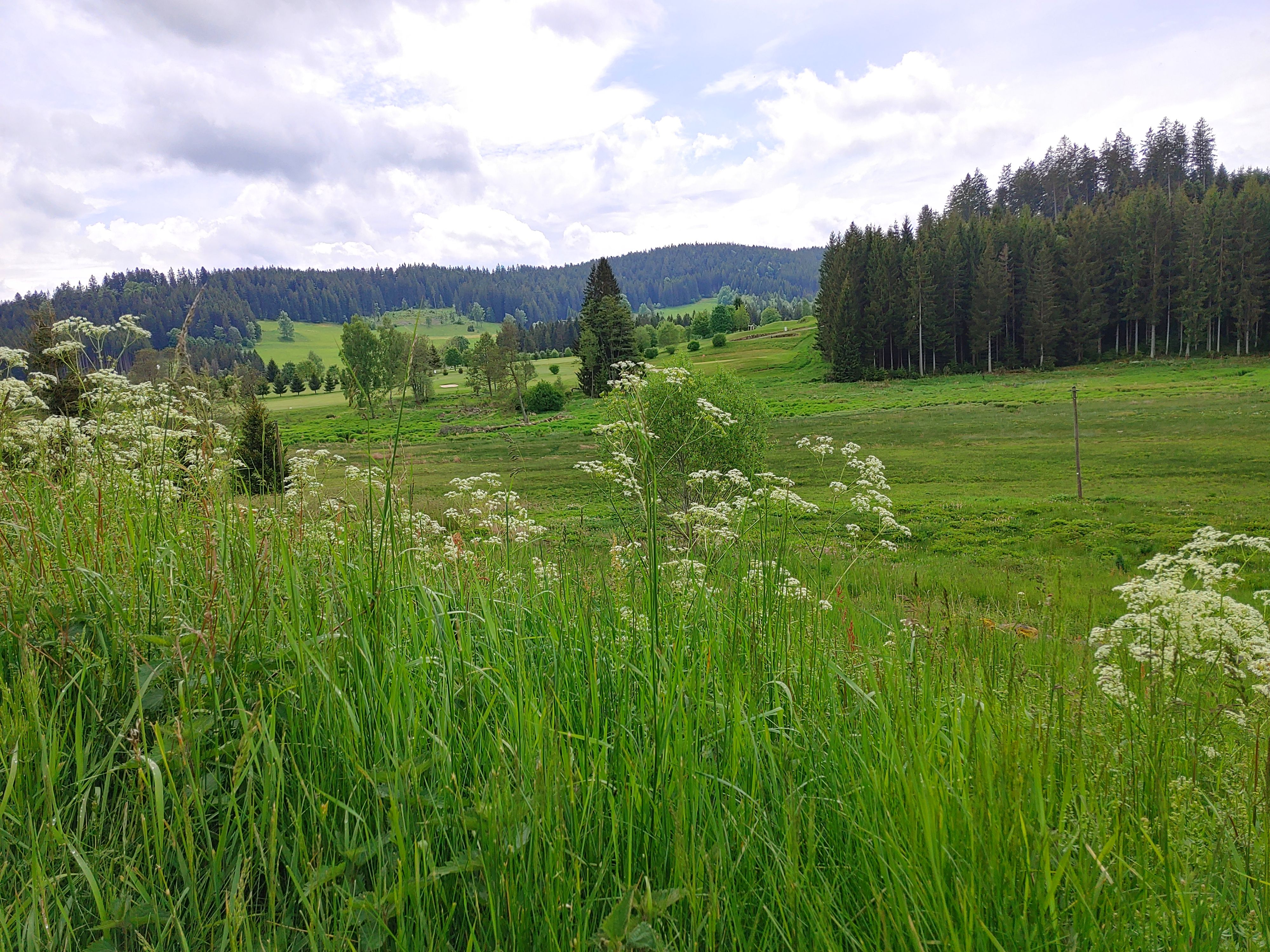 ... und als Hintergrund der Hochschwarzwald ... und als Hintergrund der Hochschwarzwald