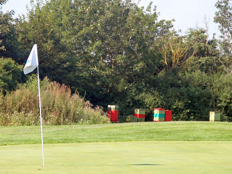 Ob die Bienen mir das Spiel versüßen? Ob die Bienen mir das Spiel versüßen?