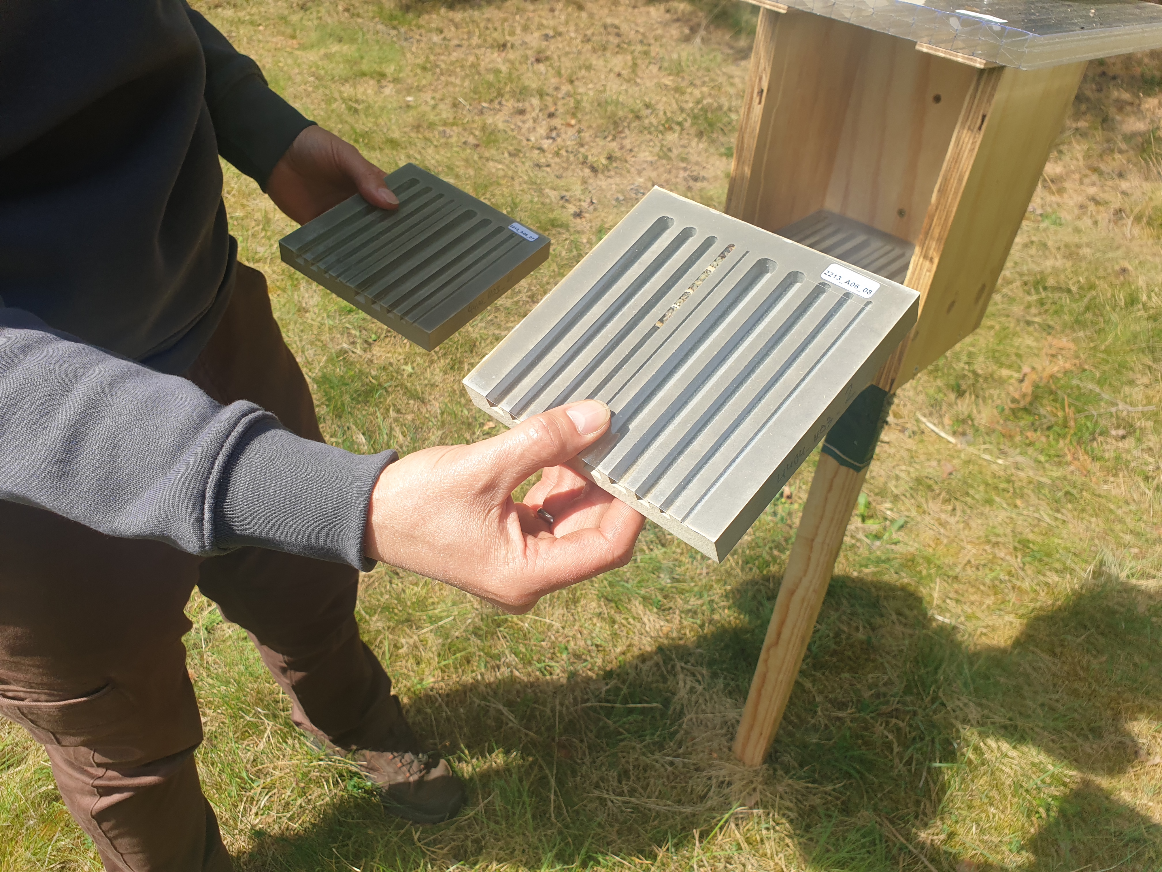 Erste Bewohnerin: die Lehmwespe Erste Bewohnerin: die Lehmwespe