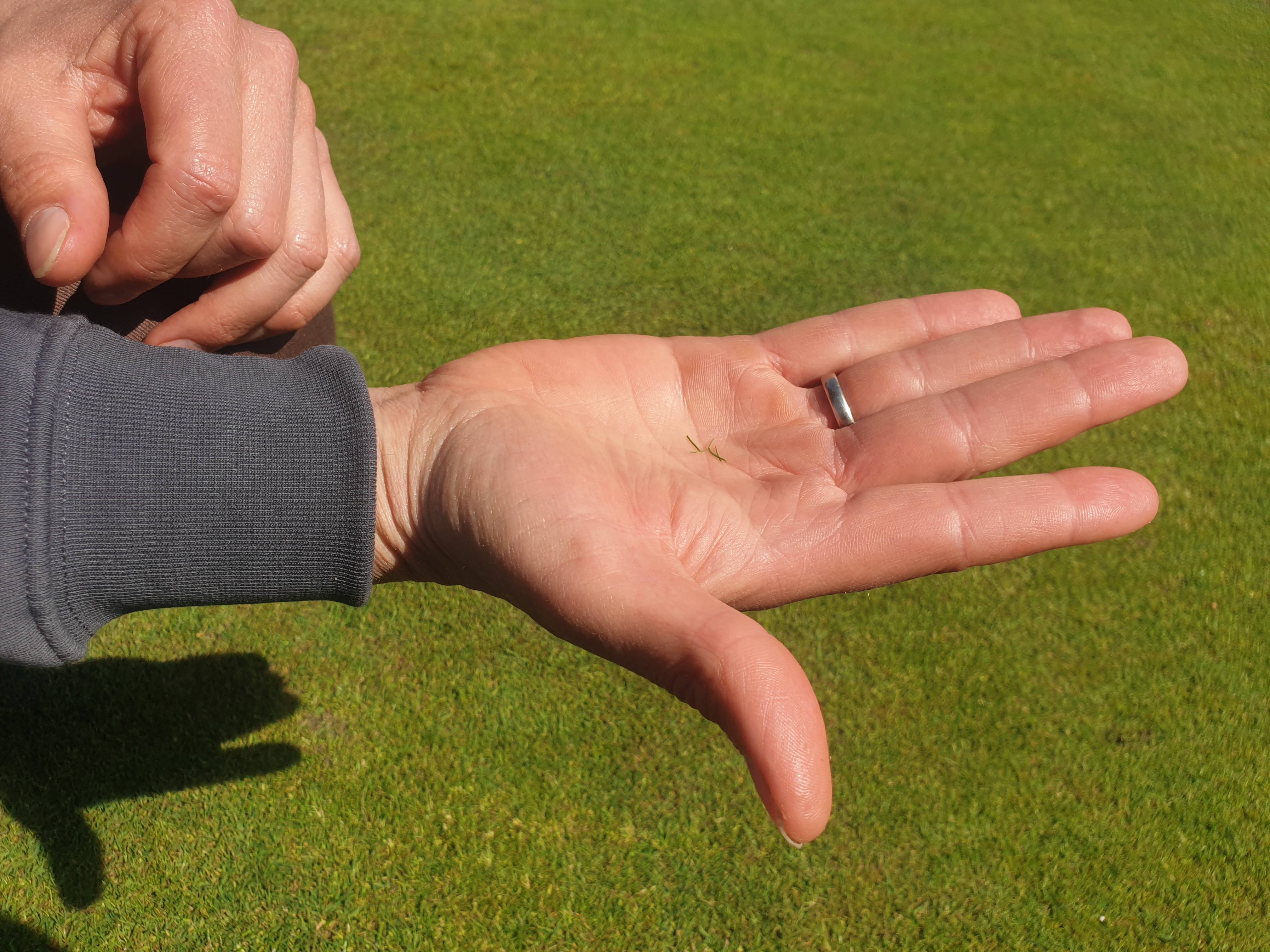 Das neue Gras Das neue Gras