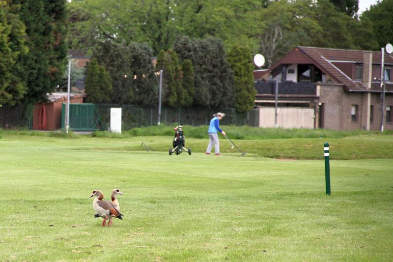 Schnatternde Gäste auf der Durchreise Schnatternde Gäste auf der Durchreise