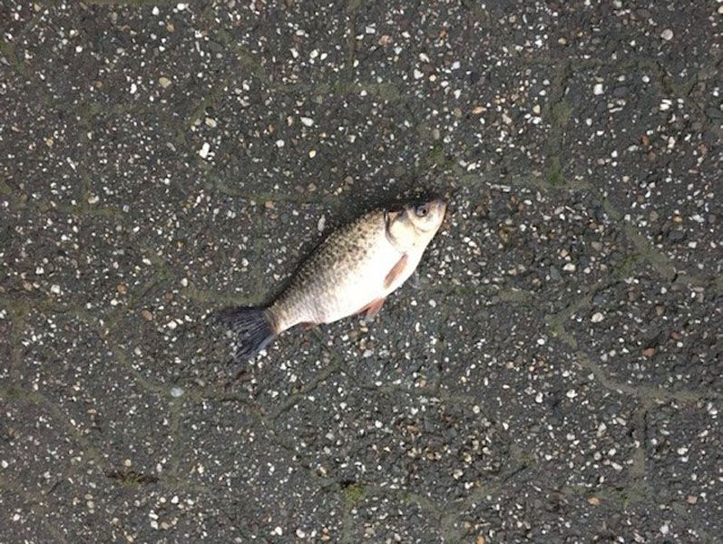 GC Bergisch Land Wuppertal e.V.: Karpfen auf den Parkplatz gespült GC Bergisch Land Wuppertal e.V.: Karpfen auf den Parkplatz gespült