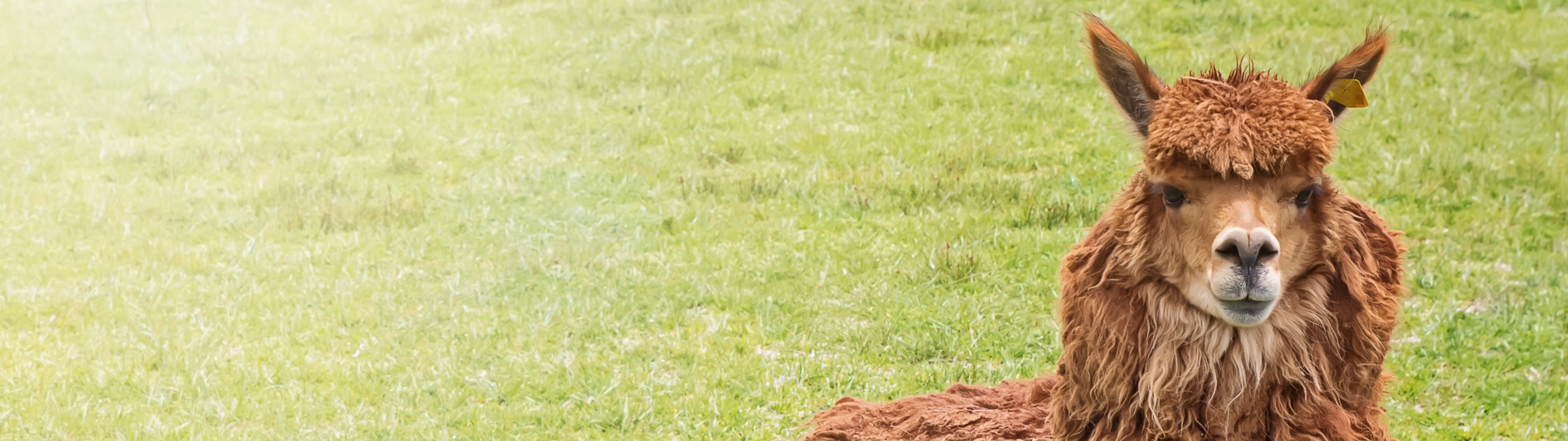 Auf dem Golfplatz geht es tierisch ab! Auf dem Golfplatz geht es tierisch ab!